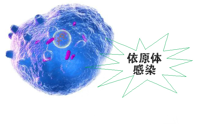 怎么不知不覺(jué)就感染了沙眼依原體呢？